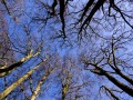 Malcolm-Wharton_Trees-In-Winter_1
