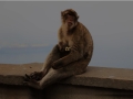 Charlotte-Mathews_Barbary-Macaques_1