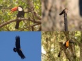 Malcolm-Wharton_Sth-American-Birds-Toucans-Humming-And-Condor_1