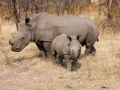 Malcolm-Wharton_White-Rhinoceros-Mother-And-Calf_1