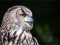 Monica-Vaness_Eurasian-Eagle-Owl_1