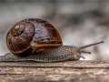 Monica-Vaness_Garden-Snail_1