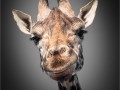 Monica-Vaness_Giraffe_1