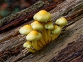 Sulphur Tuft