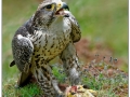 Paul-Smith_Gyrsaker-Falcon-With-Kill_1