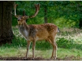 Paul-Smith_Male-Fallow-Deer_1