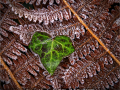 Frosted Ivy Leaf