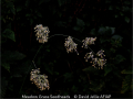 David-Jellie_Meadow-Grass-Seedheads_1