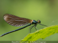 Richard-Chapman_Beautiful-Demoiselle_1