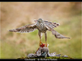 Richard-Parkes_Goshawk_1