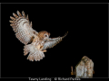 Richard-Parkes_Tawny-Landing_1