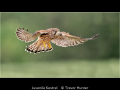 Trevor-Hunter_Juvenile-Kestrel_1