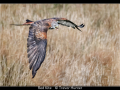 Trevor-Hunter_Red-Kite_1