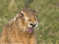 Female Brown Hare Warning Off A Male by Jenny Webster