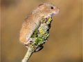 Harvest Mouse on Lichen Twig by Julie Hall