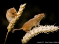 Harvesting Together by Michael McIlvaney