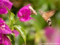 Hummingbird Hawk-Moth on Bougainvillea by Julie Hall