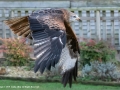 Red Kite in Flight by Linda Allen