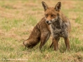 Vixen Fox by Jenny Webster