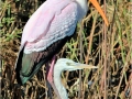 Yellow-billed stork and chick by Pat Billyard