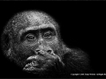 Gorilla-portrait-by-Jenny-Webster