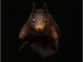 Red-Squirrel-leaping-by-Julie-Hall
