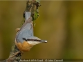 JohnCaswell_NuthatchWithSeed