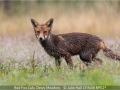 JulieHall_RedFoxCubDewyMeadow