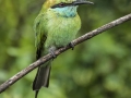 JohnDavidson_LITTLEGREENBEEEATER