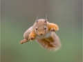 JulieHall_RedSquirrelJumping