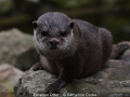 KatherineCooke_EurasianOtter