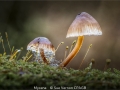 SueVernon_Mycena