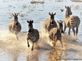 5 Burchell's zebra and 1 oxpecker by Pat Billyard