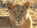 African lion by Pat Billyard