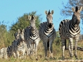 Burchell's zebra by Pat Billyard