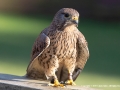 Female Kestrel with tasty morsel by Linda Allen