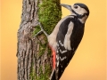 Great Spotted Woodpecker in Autumn by Julie Hall