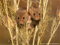 Harvest Mice Pair by Julie Hall