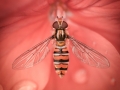 Hover Fly on Petunia by Michael McIlvaney