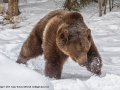 Male Grizzly Bear in the Snow by Jenny Webster