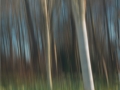 Side lit Birch by Ruth Seadon