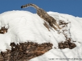 Snow Leopard in full charge by Jenny Webster