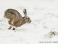 Brown Hare in Snow by Jenny Webster
