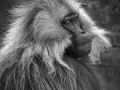Gelada Monkey, Ethiopia by Jenny Webster