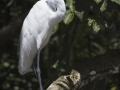 Great Egret by John Davidson