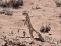 Ground Squirrel by Roger Tyler