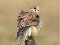 Kestrel Female With Ruffled Feathers