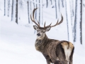 Red Deer Stag, Scottish Highlands by Julie Hall