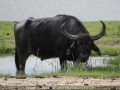 JohnDavidson_WaterBuffalo