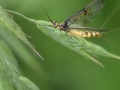 MikeChilds_Mayfly